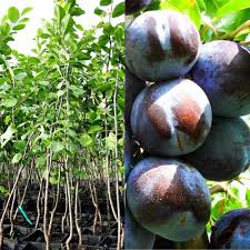 Image result for prunus domestica renkloda althana