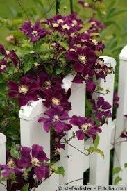 Check spelling or type a new query. Pin By 010 2408 0449 On Flowers Beautiful Flowers Clematis Beautiful Gardens