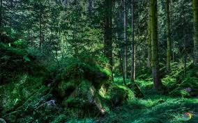 Amazing Forest Nature Full 8k Wallpaper Naturbilder Hintergrundbilder Natur Wald Tapete Subscribe and share with friends where can be found the best 4k wallpapers for mobile and desktop.