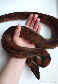 Spitfire Salmon Hypo Leopard Boa Constrictor Imperator Bci Boa Constrictor Beautiful Snakes Cute Snake