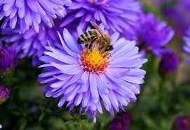 Check spelling or type a new query. Top 25 Best Purple Flowers Small Tall Beautiful Purple Flowers