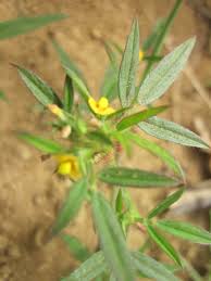 Image result for Stylosanthes guianensis