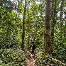 🌿 Day 2: Immersion in our cultural roots 🥾✨ Today, our adventurers  visited the Tsiobata Indigenous community, where they explored trails  through lush protected forests. The journey offered a chance to connect