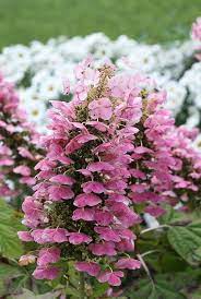 Gatsby Pink Oakleaf Hydrangea Hydrangea Quercifolia Oakleaf Hydrangea Plants Garden Shrubs