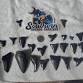 Shark Teeth & Fossils: Charleston Dredge Island