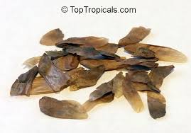 Image result for Schrebera