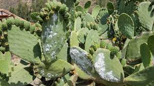 6 living on a swampy island led to many problems… …but fortunately the aztecs had smart solutions! Cochineal A Simple Bug On A Cactus Pad Andean Textile Arts