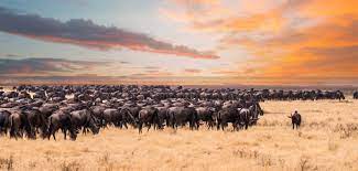 Flights including kenya airways now has flights direct from usa. Is It Better To Go On Safari In Kenya Or Tanzania Expert Advice
