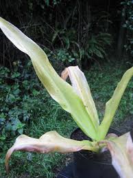 Image result for Chlorophytum krookianum