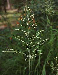 Image result for Panicum maximum