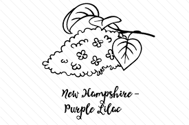 Draw a big circle as a guide for the flamingo's body. State Flower New Hampshire Purple Lilac Svg Cut File By Creative Fabrica Crafts Creative Fabrica