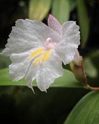 Image result for Costus subbiflorus