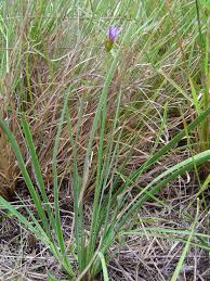 Image result for Aristea abyssinica
