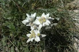 Hiking Trails Zermatt Switzerland Alpine Flowers Edelweiss Flower Different Flowers