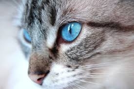 Head is triangular in shape with big round eyes and angular muzzle. Ojos Azules Cat Breed Thirstycat Fountains
