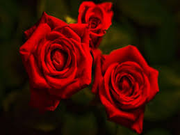 Maybe you would like to learn more about one of these? Ø¯Ù„Ø§Ù„Ø§Øª Ø±Ø¤ÙŠØ© Ø§Ù„ÙˆØ±Ø¯ ÙÙŠ Ø§Ù„Ø­Ù„Ù… Ù…ÙˆÙ‚Ø¹ Ø´Ù…Ù„ÙˆÙ„