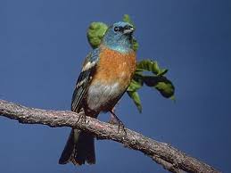 Image result for Passerina