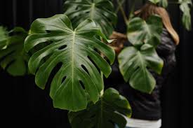 Depending on the variety, they may prefer low, medium, or high levels of light. 5 Fragrant Indoor Plants For Low Light Simple Design Rules