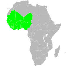 Image result for Belonophora coffeoides