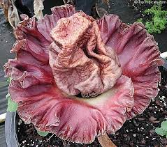 Pin On Artistic Garden