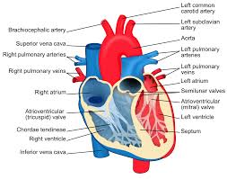 A labeled heart diagram helps you understand the structure of human heart, which the function of heart is quite complex, but you can understand things better through the heart diagram labeled below. File Heart Diagram En Svg Wikimedia Commons