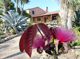 Image result for Pseudobombax