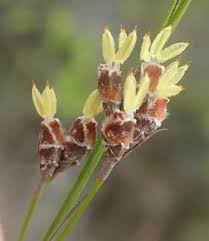 Image result for Tetraria