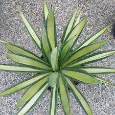 Image result for Agave sisalana