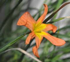 Image result for Moraea carsonii