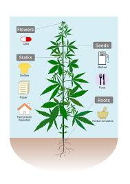 Image result for Cannabis sativa