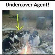 Scroll through these political memes, photos, and videos and get a laugh from politics. Undercover Agempt Memes Of Instapur Facebook