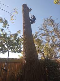 Image result for Icuria