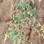 Image result for Cocculus hirsutus