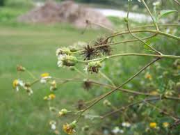 Plants are covered with spines, making the sort of spontaneous removal that you may practice with other noxious weeds a bad idea for bull thistle. Simply Living Ubiquitous Weed Is A Devil To Get Rid Of