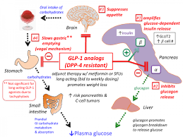 Oral Hypoglycemic Drugs Tusom Pharmwiki