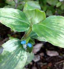 Image result for Commelina benghalensis