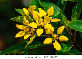 Image result for Malpighiaceae