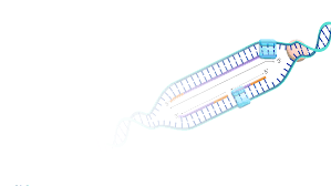 نتیجه جستجوی لغت [replication] در گوگل