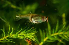Here are a few of the most common indications of disease in farmed fish: Why Are My Guppy Fry Dying With Solutions Pet Fish Online