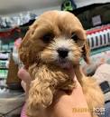 Toy Cavoodle Puppies For Sale | Chevromist Kennels Puppies ...