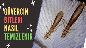 Guvercin Biti Nasil Temizlenir Kuslarda Bit Sorunu Ve Cozumu Youtube