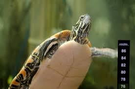 Apr 28, 2020 · if your turtle is less than six months old, even with water, a basking area, and lamps, they may not survive more than several weeks without food. Heating An Indoor Aquatic Turtle Habitat