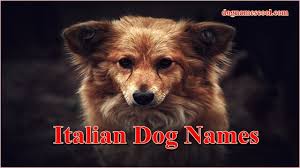 For the boys, louis, oscar, winston, bentley or otis. The Ultimate List Of Cool Dog Names 600 Awesome Names