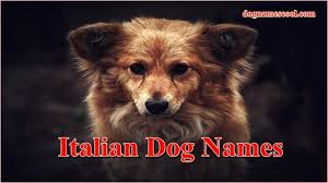 So firstly you are going to pick a name to consider pet proprietors, here we have narrow down your choices from 3000 korean puppy names. The Ultimate List Of Cool Dog Names 600 Awesome Names