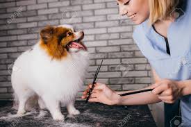 Find hair salon near me with good hair stylist. Adorable Little Dog Pet In Grooming Salon Sweet Spitz Calmly Stock Photo Picture And Royalty Free Image Image 144450476