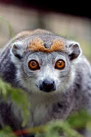 Crowned Lemur Hayvan Hayvanlar