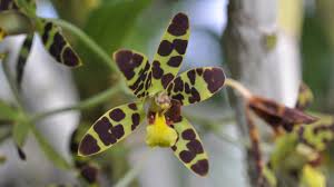 Image result for Ansellia