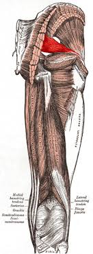 Upper leg anatomy and function the upper leg is often called the thigh. Issues Around The Hip From Tendonitis To Bursitis Beacon Orthopaedics Sports Medicine