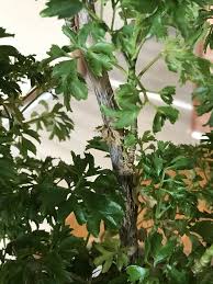 Image result for Polyscias fulva