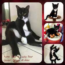 Hitam putih, 19 maret 2018 part 1 : Kucing Tuksedo Bila Melihat Kepada My Anak Empunoks Facebook